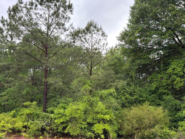 Land for sale in Reynolds, Georgia