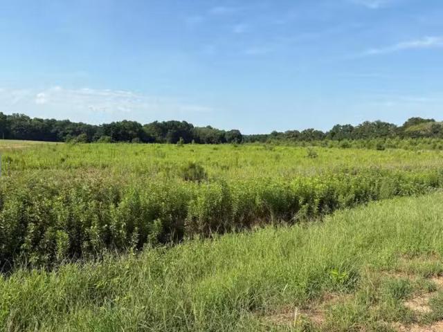 House for rent in Ozark