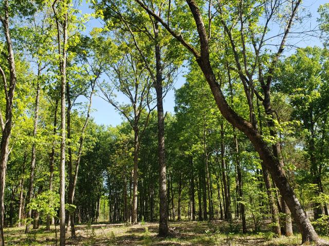 Land for sale in Rally Hill, Spring Hill
