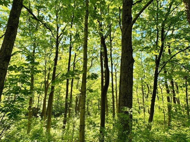 Land for sale in West Harrison, Indiana