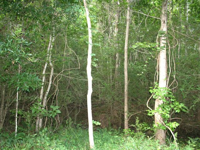 Land for sale in Moncks Corner, South Carolina