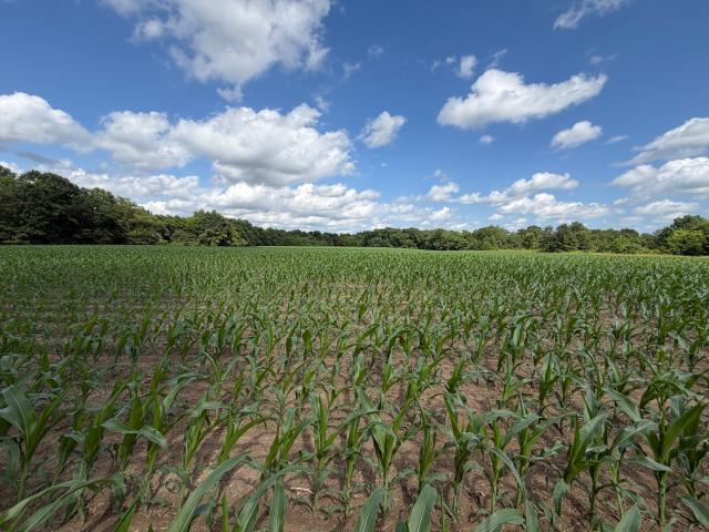 Farm for sale in Iuka, Illinois