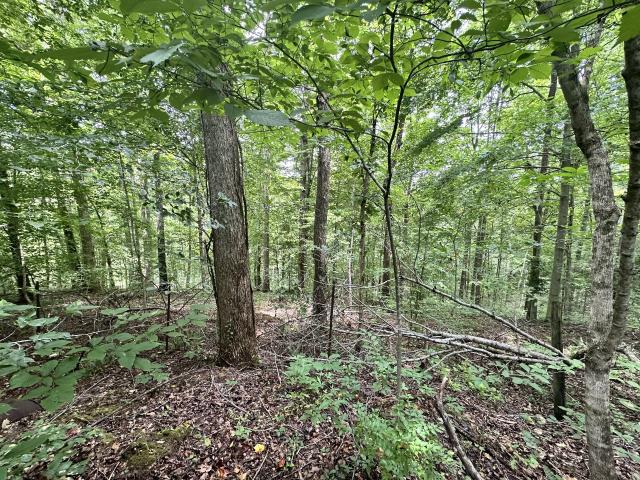 Land for sale in Tennessee