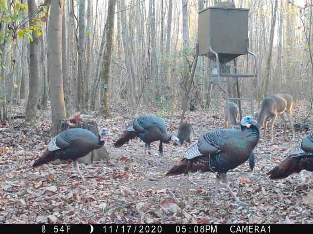 Land for sale in Tennessee