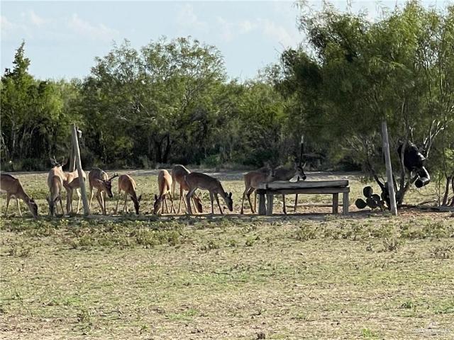Land for sale in Roma, Starr County