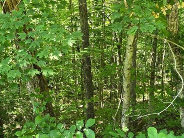 Land for sale in Burnside, Kentucky