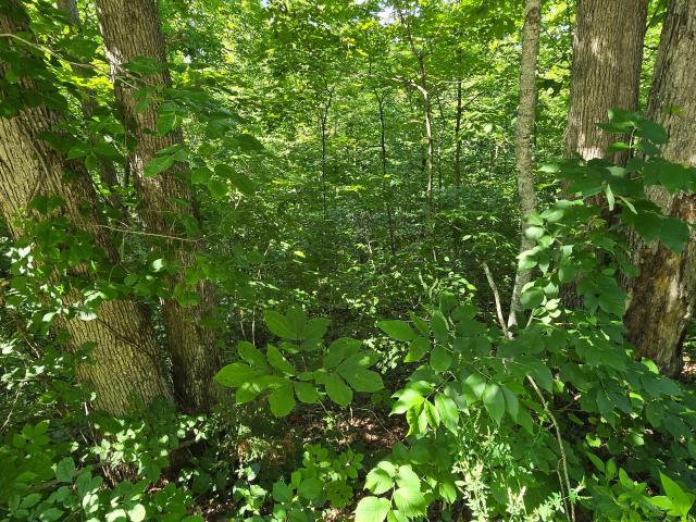 Land for sale in Burnside, Kentucky