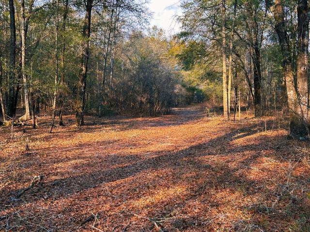 Land for sale in Dodge, Georgia