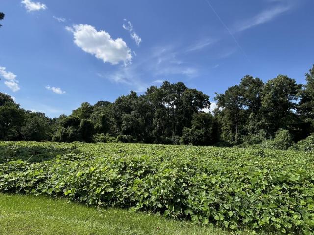 Land for sale in Ehrhardt, South Carolina
