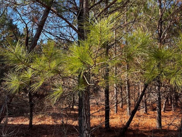 Land for sale in Reidsville, Georgia