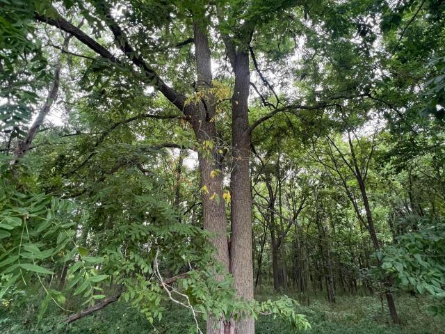 Land for sale in Eaton, Michigan