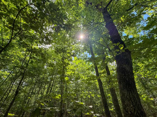 Land for sale in Tennessee