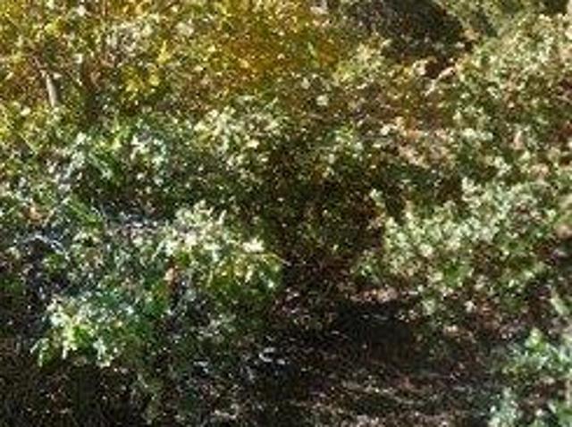 Land for sale in Lake Arrowhead Land for sale in Lake Arrowhead