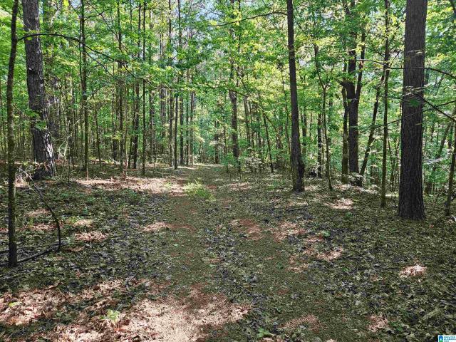 Land for sale in Springville, Alabama