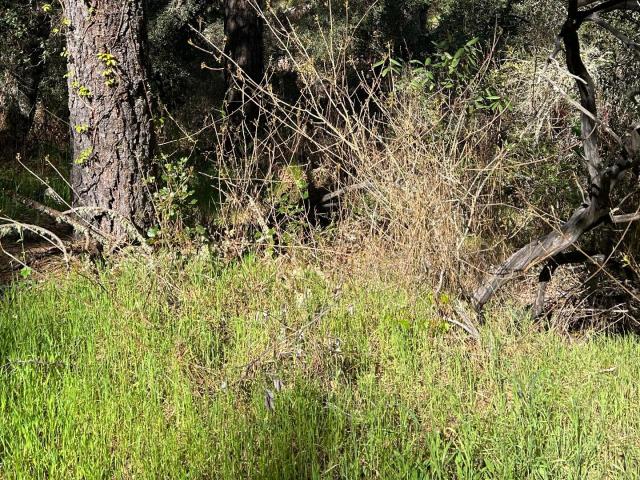 Land for sale in Ben Lomond, California