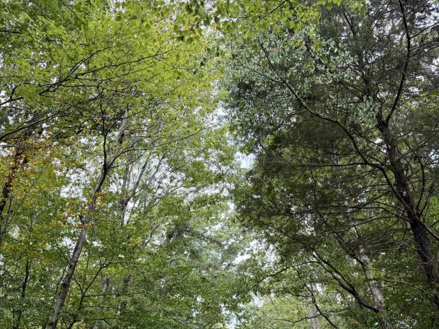 Land for sale in Poplar Springs, Lexington