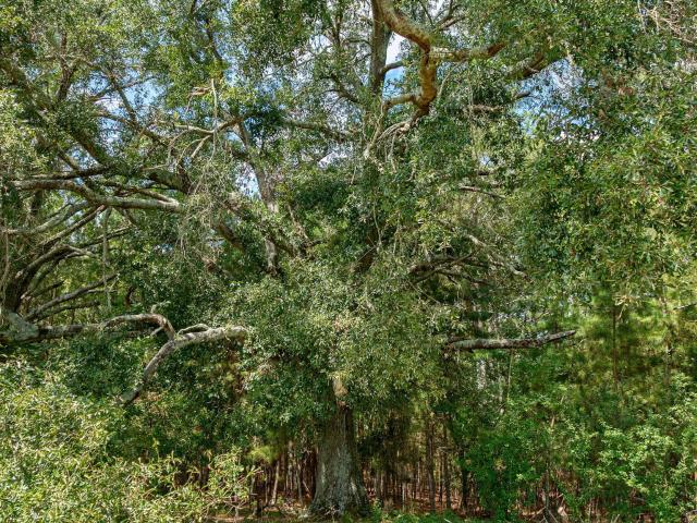 Land for sale in Salem, Watkinsville