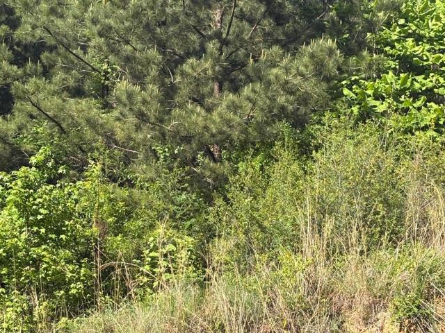 Land for sale in Crosby, Mississippi
