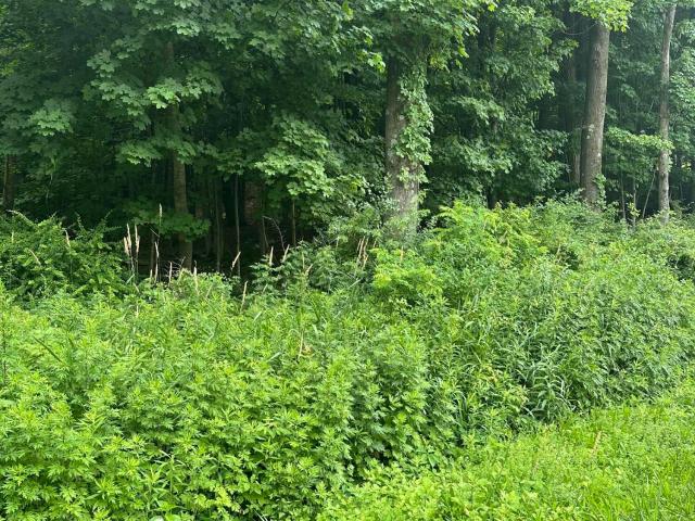 Land for sale in Acra, New York