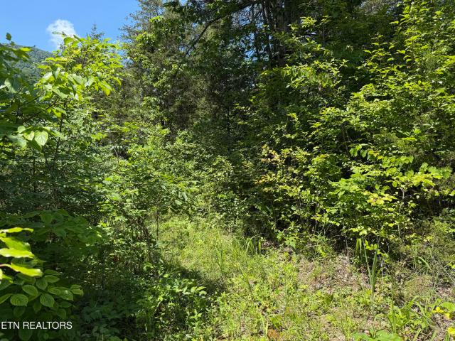 Land for sale in Tennessee