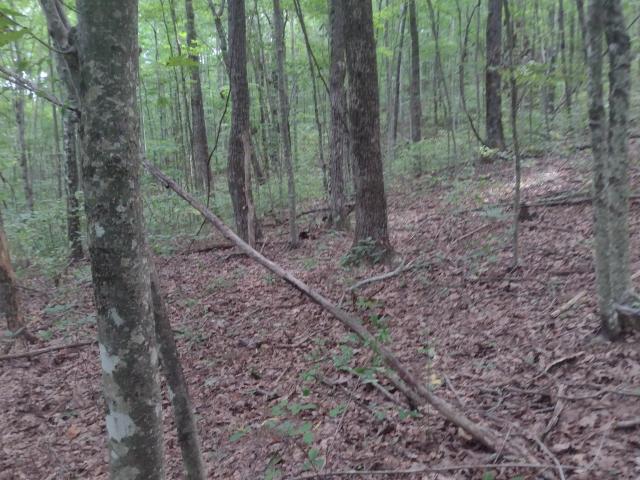 Land for sale in Tennessee