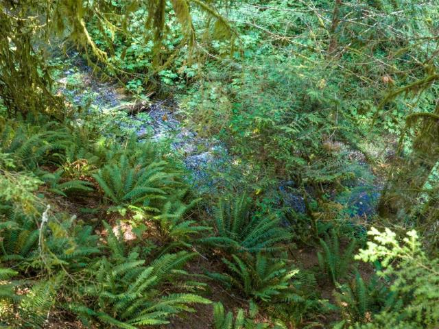 Land for sale in Lilliwaup, Washington