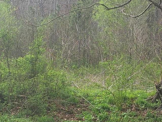 Land for sale in Tennessee
