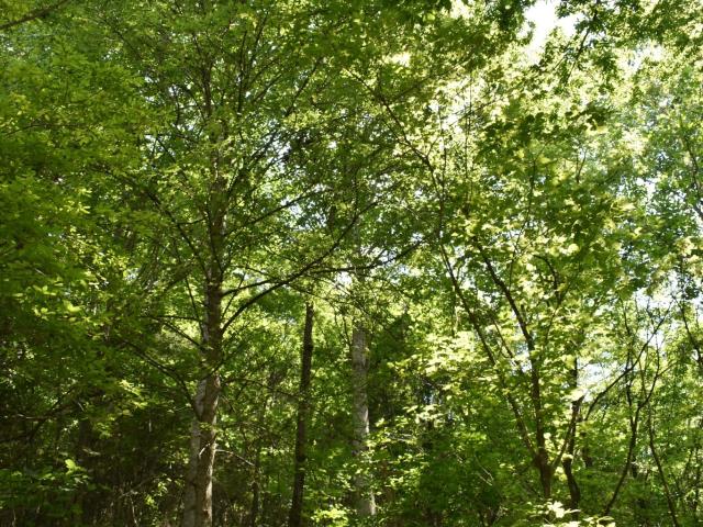 Land for sale in Tennessee