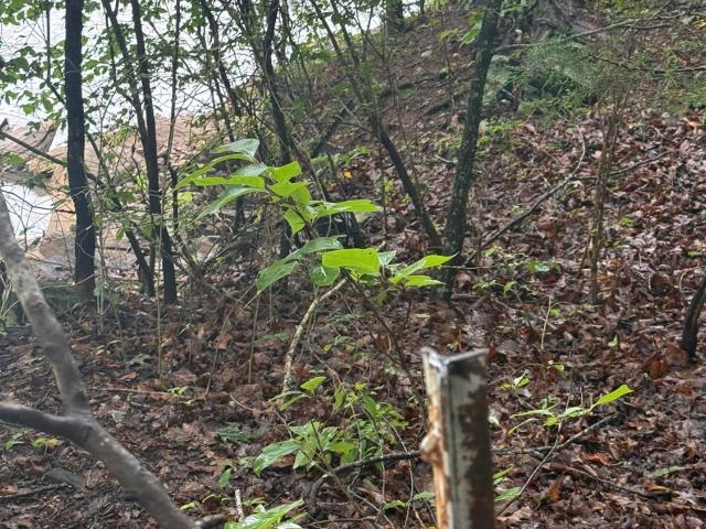 Land for sale in Moonlight Cove, Franklin County