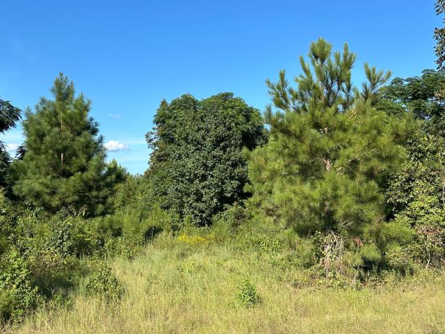Land for sale in Midville, Georgia