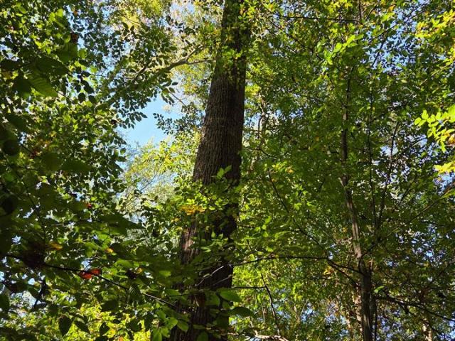 Land for sale in Alvaton, Bowling Green