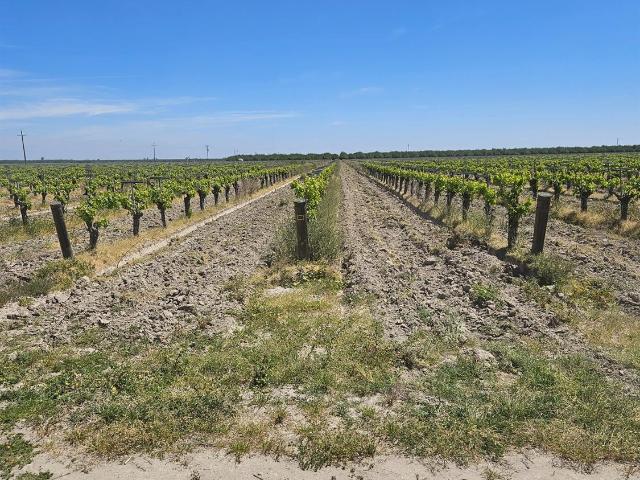 Land for sale in Kerman, California