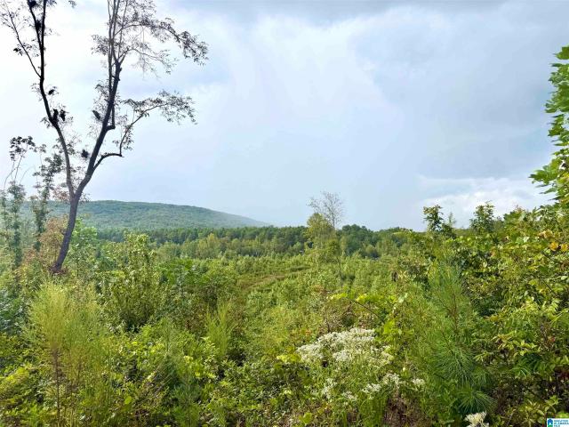 Land for sale in Union, Lineville