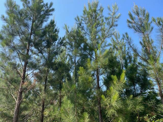Land for sale in Elloree, South Carolina