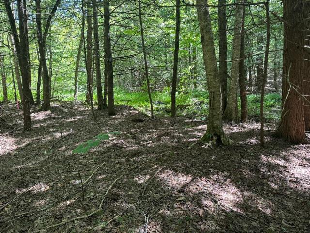Land for sale in Ashfield, Massachusetts
