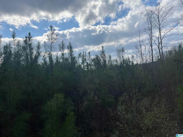 Land for sale in West Blocton, Alabama