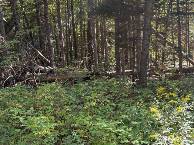 Land for sale in New Hampshire