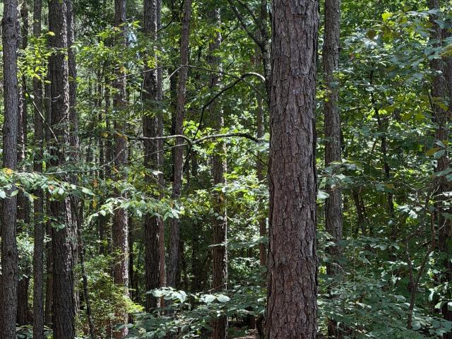 Land for sale in Georgia