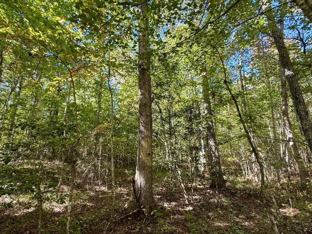 Land for sale in Palmer, Middle Tennessee