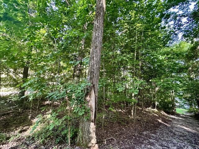 Land for sale in Waterloo, Lauderdale County