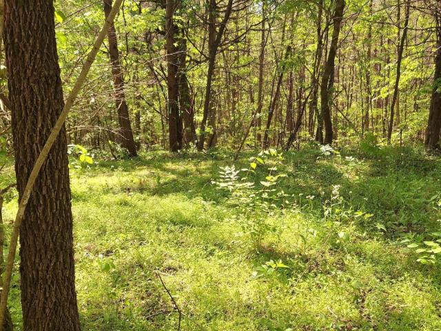 Land for sale in Tellico Plains, East Tennessee