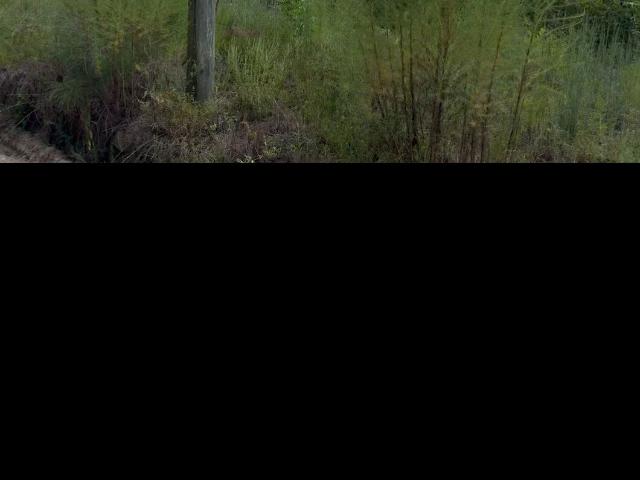 Land for sale in Tennille, Georgia