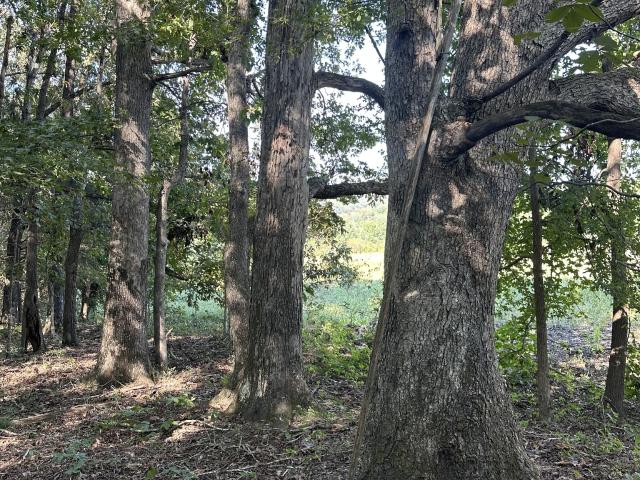 Land for sale in Bethlehem, Puryear