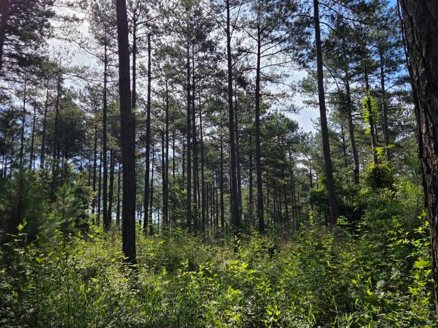 Land for sale in Barnesville, Georgia