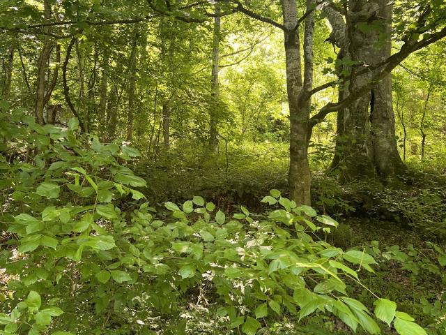 Land for sale in Dixon Springs Land for sale in Dixon Springs