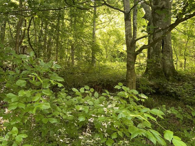 Land for sale in Dixon Springs, Tennessee