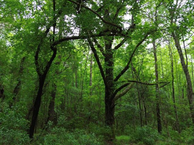 Land for sale in Lane, South Carolina