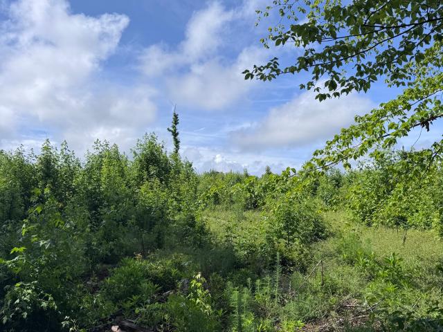 Land for sale in Thomaston, Upson County
