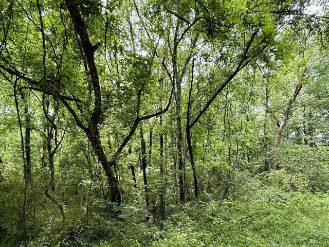 Land for sale in Blount, Alabama