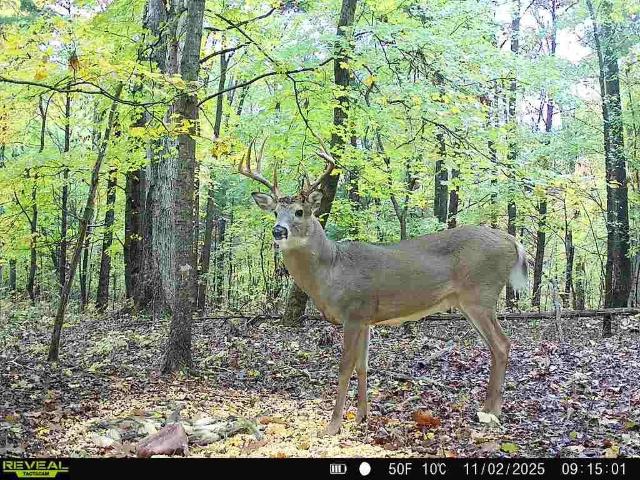 Land for sale in Russellville, Logan County